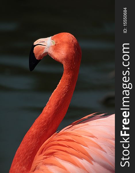 Beautiful Flamingo in the wild close-up
