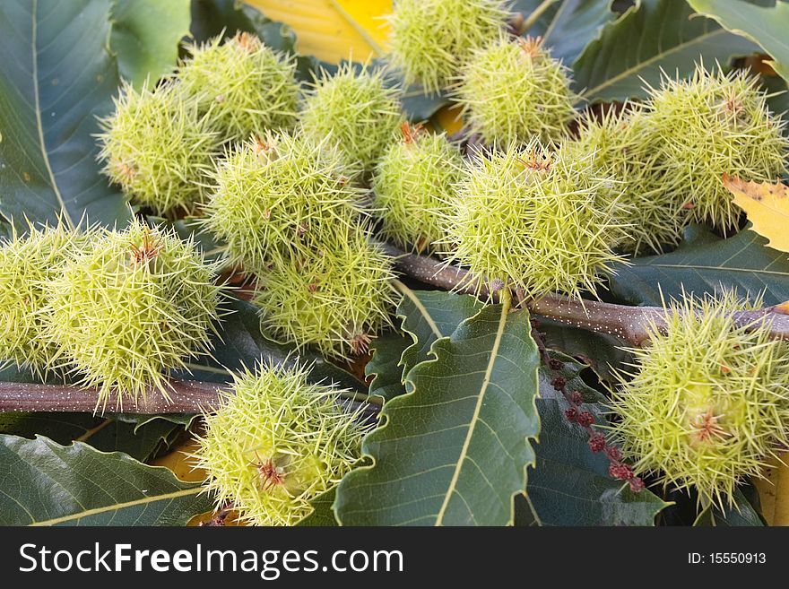 Chestnuts Pods And Autumn Leaves