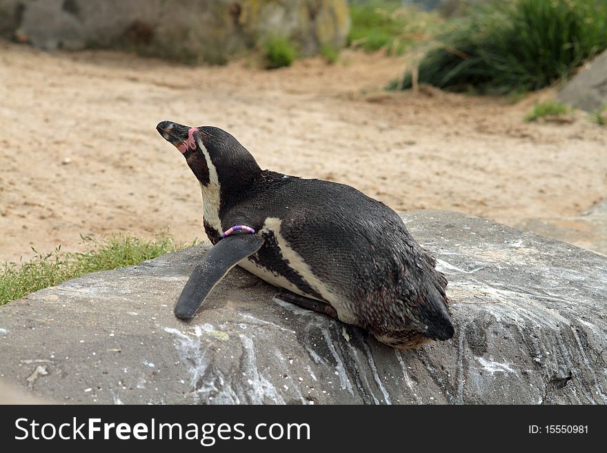 Penguin laying down on a rock