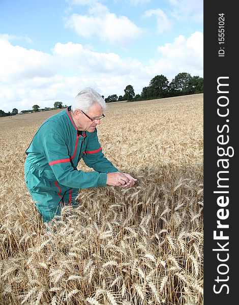 Farmer in wheat field