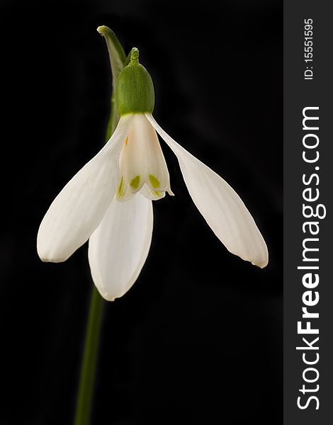 Snowdrop  Flower Isolated on black