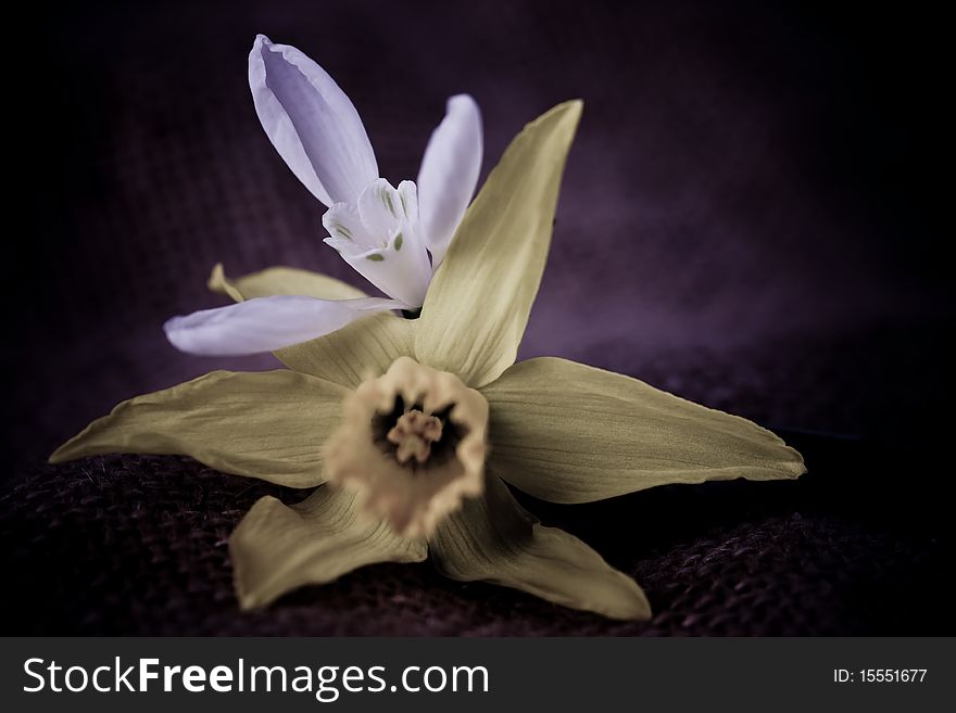 Snowdrop and Daffodil low key shot