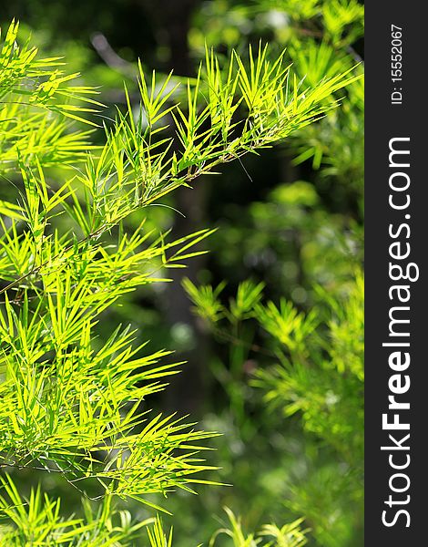 Green bamboo leaf in forest