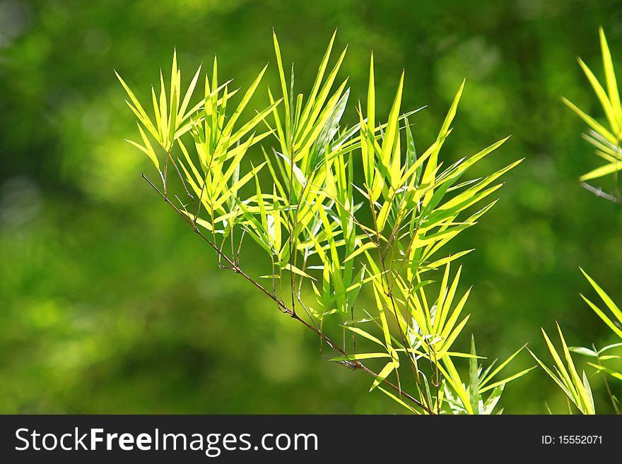 Green bamboo leaf in forest