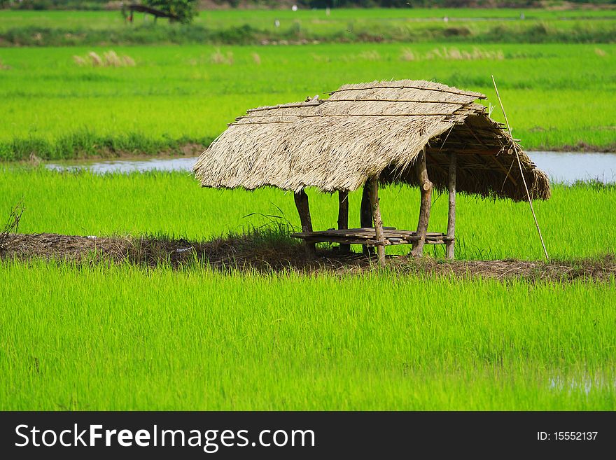 Grass Hut in a Rice Field