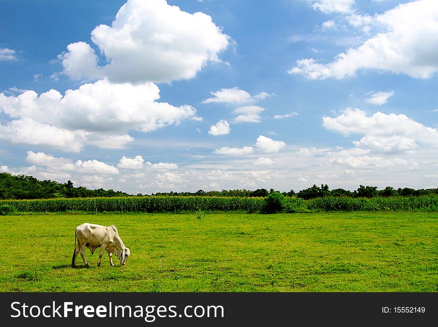 Herd of cows grazing in meadow