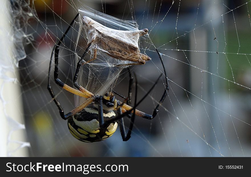 A large garden spider has captured an insect in it's web and is in the process of wrapping it up. A large garden spider has captured an insect in it's web and is in the process of wrapping it up.