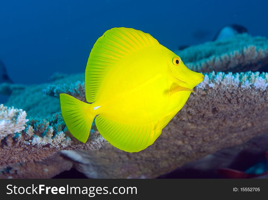 A beautiful yellow tang on a coral reef in Hawaii. A beautiful yellow tang on a coral reef in Hawaii.