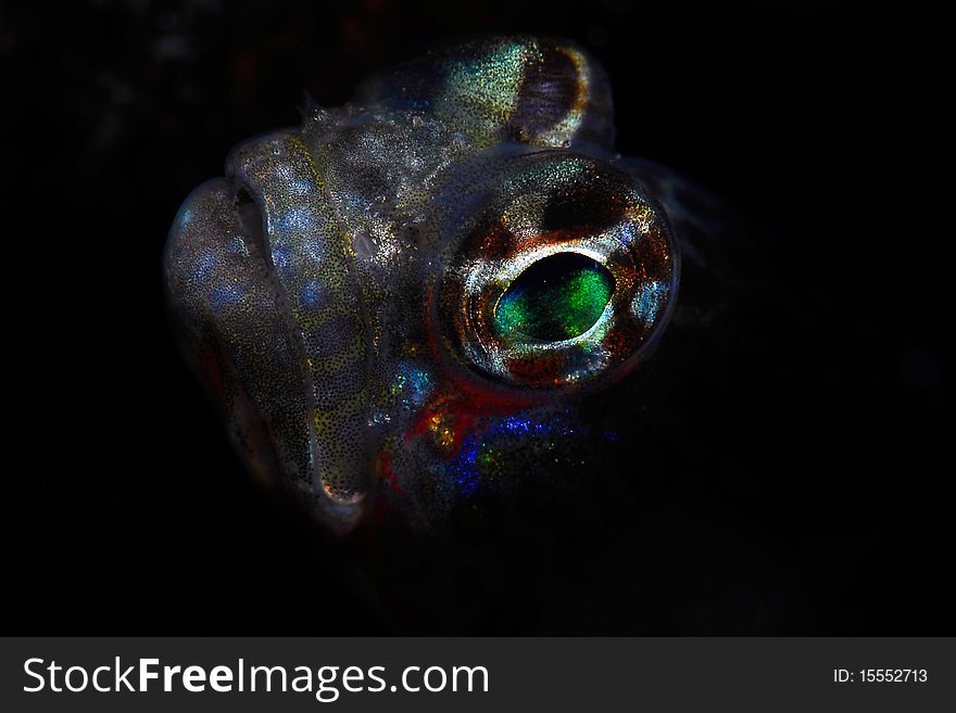 Abstract Goby