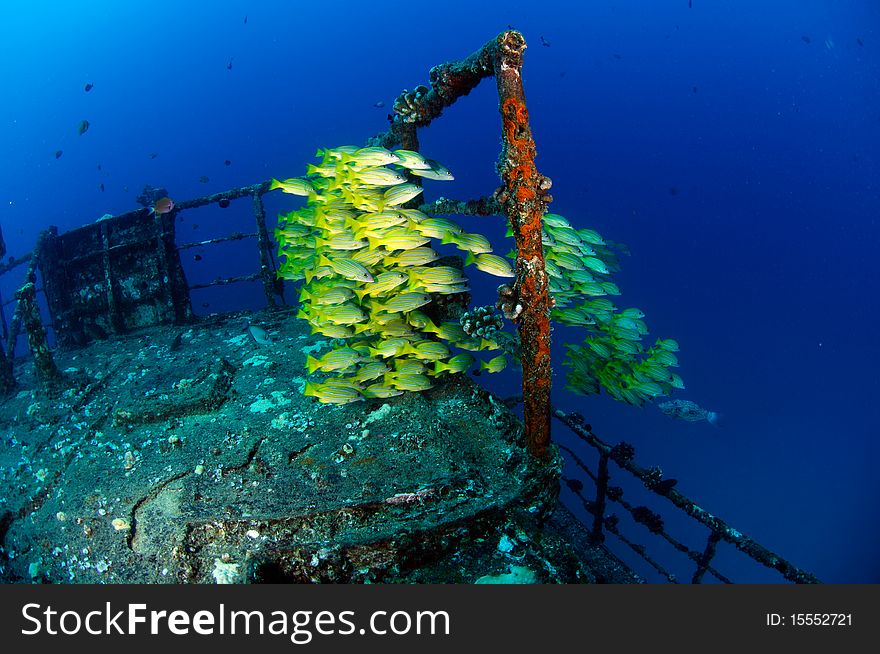 A school of yellow-strip snappers (Lutjanus kasmira) in a shipwreck in Hawaii