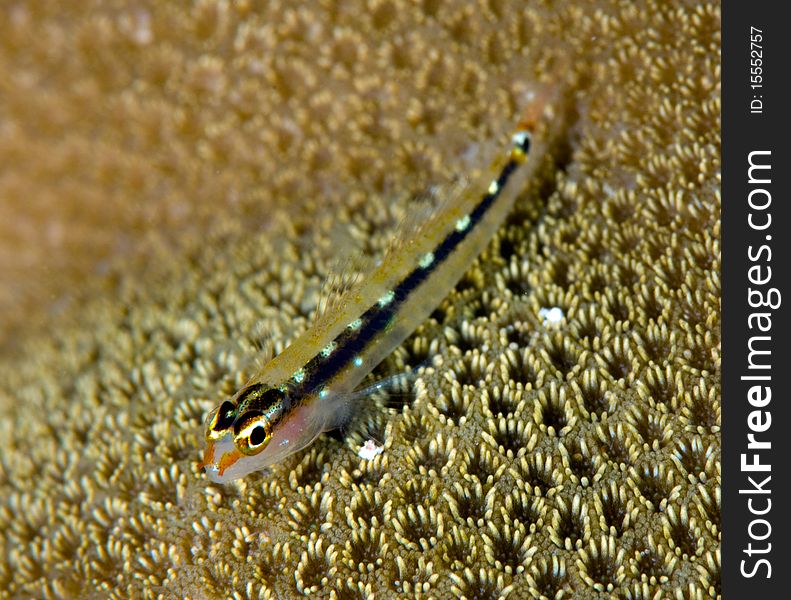 Goby On Coral