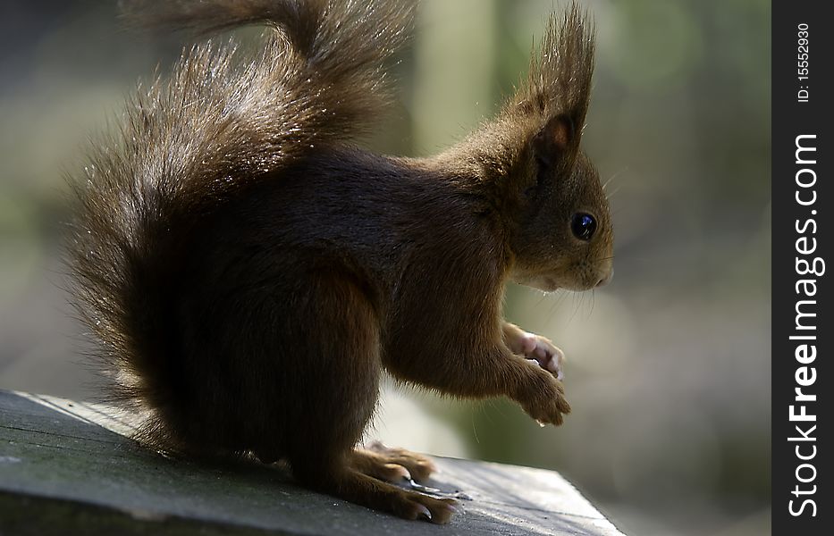 Red Squirrel Nut