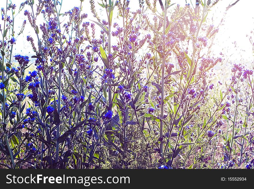 Meadow of beautiful blue flowers in sunlight