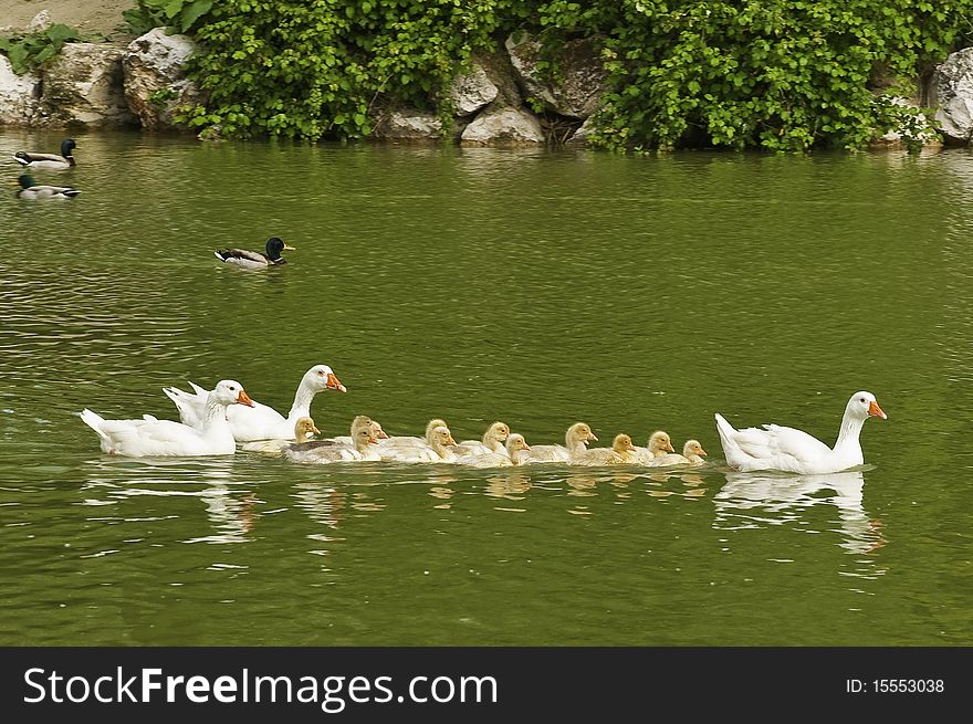 This image shows a group of baby goose, protected by three major. This image shows a group of baby goose, protected by three major