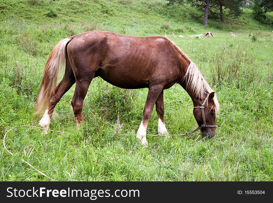 Brown horse grazed on a mountain meadow. Altai. Brown horse grazed on a mountain meadow. Altai