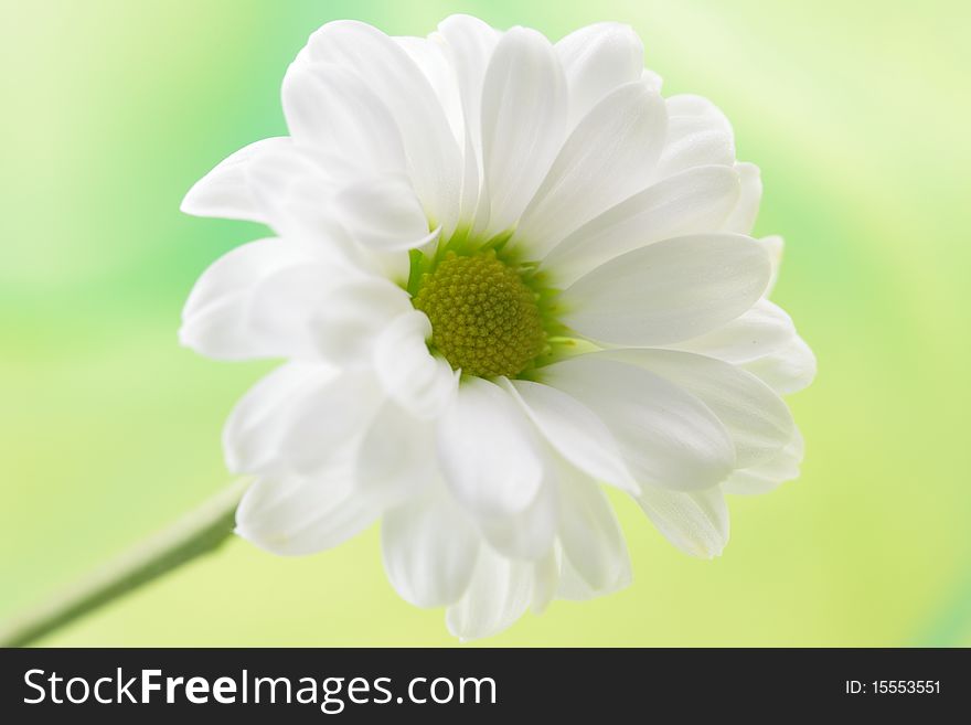 White daisy in front of green background