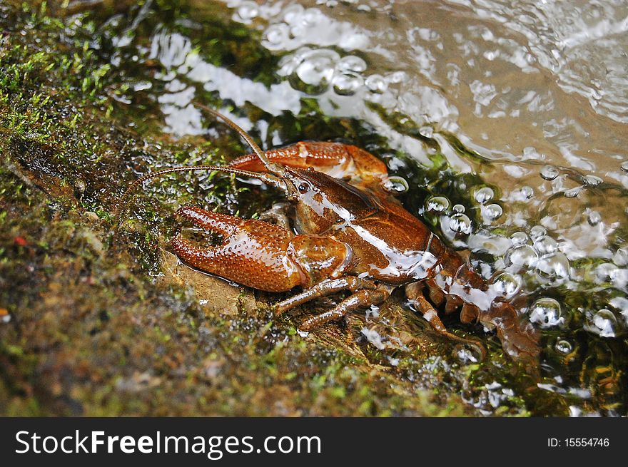 A crab resting on a rock. A crab resting on a rock