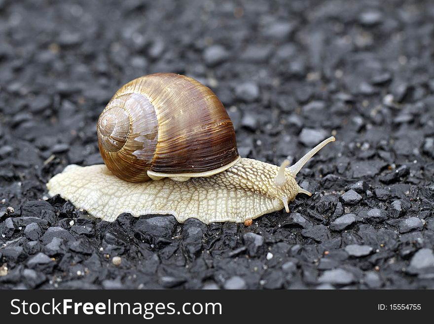 Edible snail on the black background