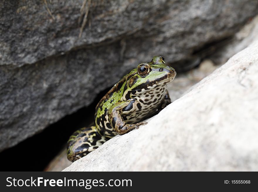 Green frog sitting on the stone