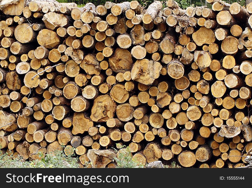 Trunks of trees waiting for the transport. Trunks of trees waiting for the transport