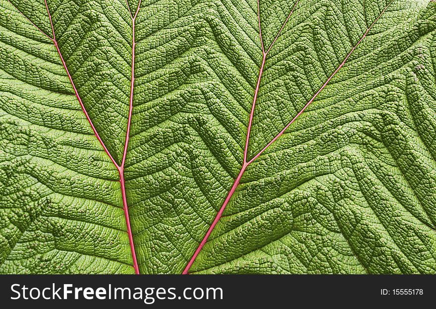 Closeup Of A Poor Man S Umbrella Leaf