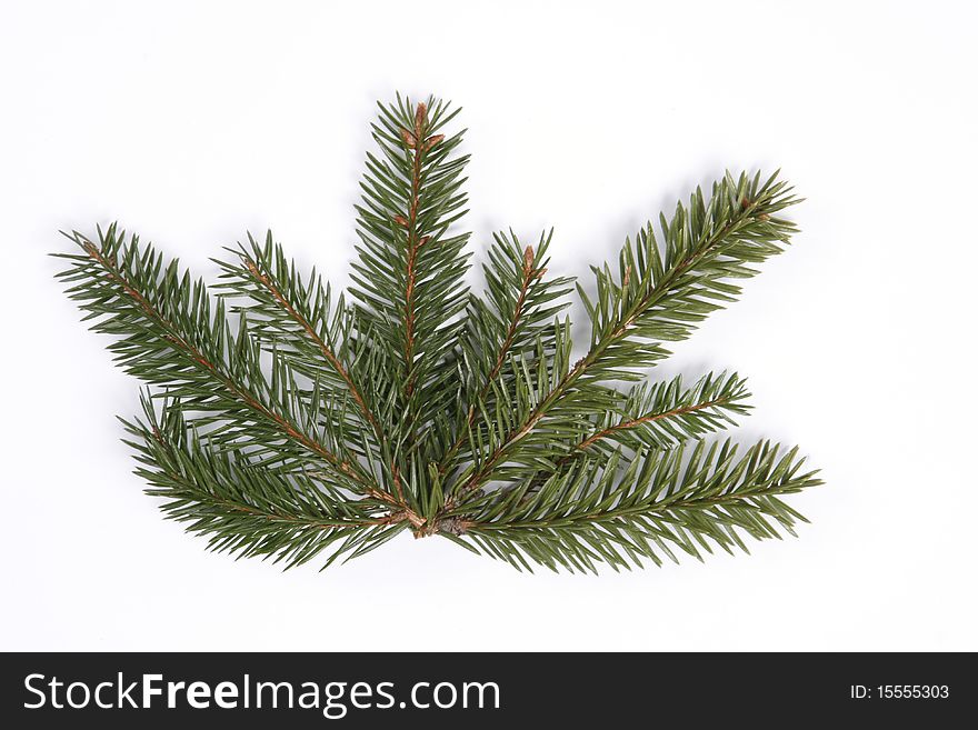 Composition from spruce twigs on the white background. Composition from spruce twigs on the white background