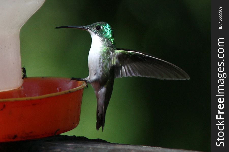 Portrait of a beautiful little green and turquoise hummingbird perching on a feeder,Mindo,Ecuador. Portrait of a beautiful little green and turquoise hummingbird perching on a feeder,Mindo,Ecuador