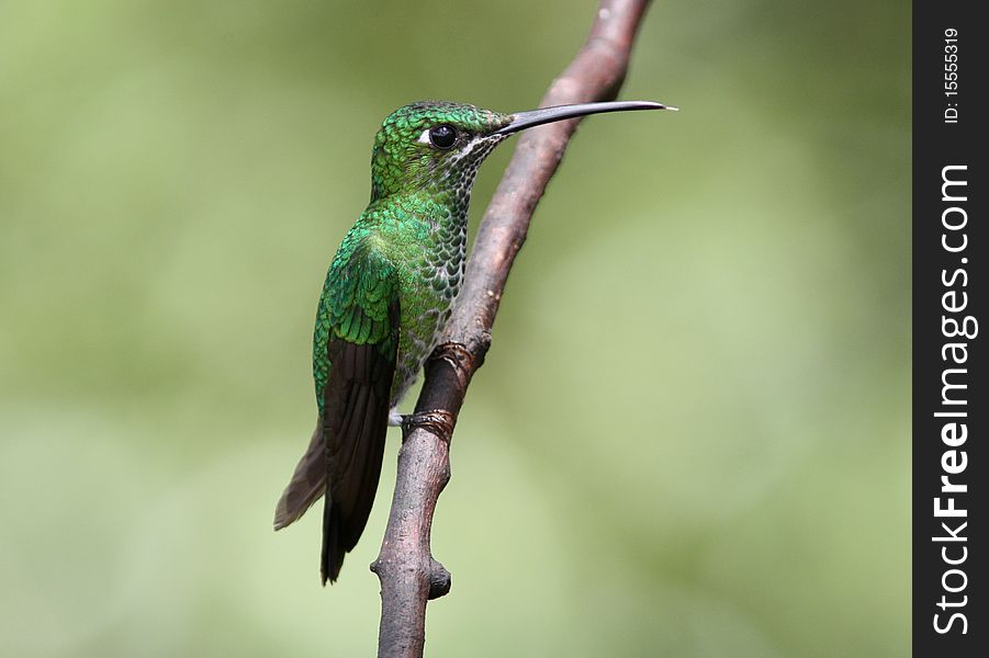 A lovely green hummingbird with iridescent feathers, sits on a single branch.There is a contrasting pale green background,Ecuador. A lovely green hummingbird with iridescent feathers, sits on a single branch.There is a contrasting pale green background,Ecuador