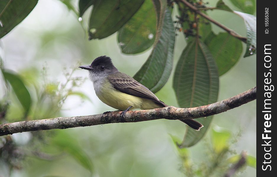 Dusky-capped Flycatcher,Ecuador