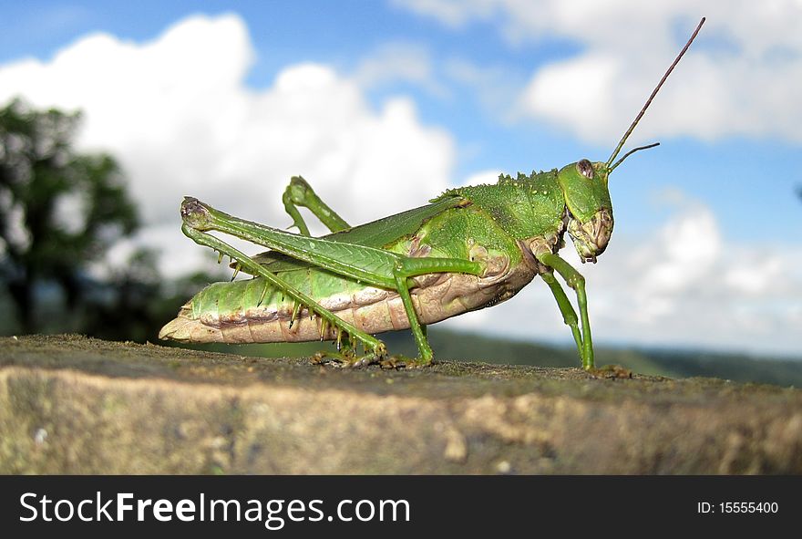 A green grasshopper sits on a cement wall with blue skies clouds and tropical vegetation in background. A green grasshopper sits on a cement wall with blue skies clouds and tropical vegetation in background