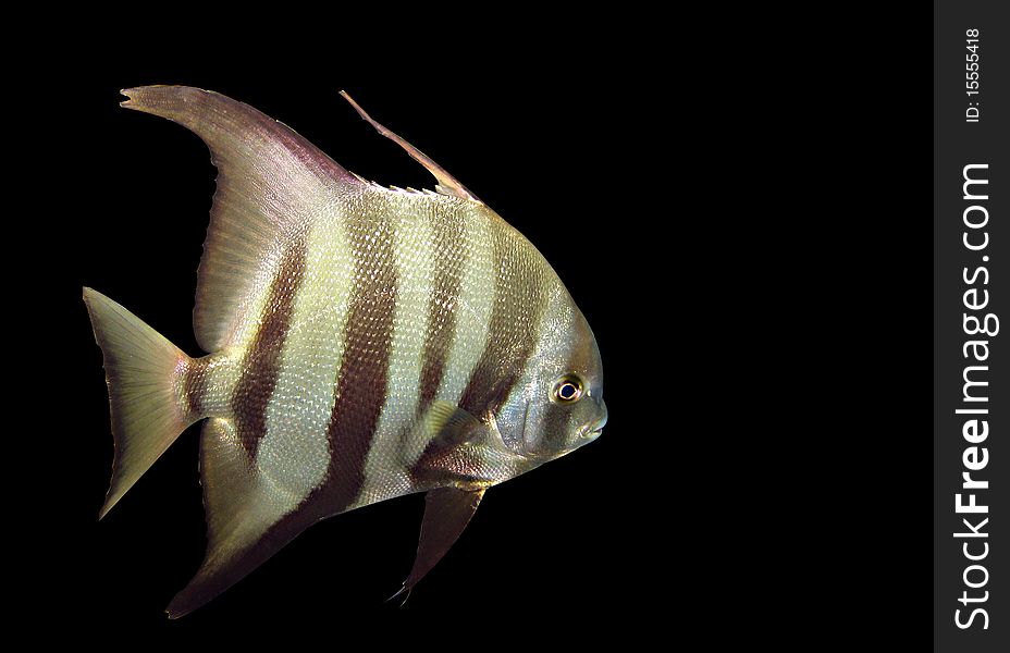 A stand alone example of the Atlantic Spadefish. A stand alone example of the Atlantic Spadefish