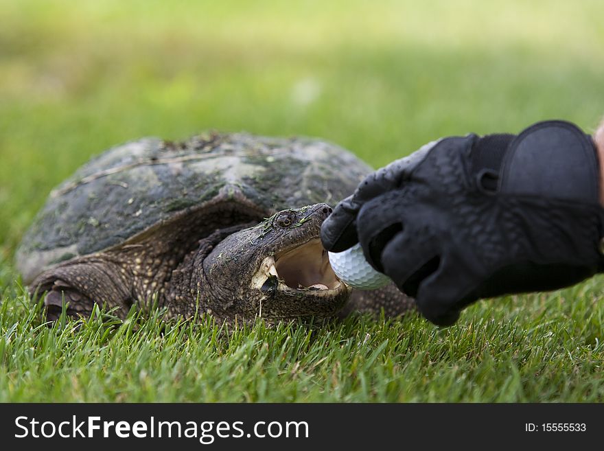 A turtle stealing a golf ball on a golf course. A turtle stealing a golf ball on a golf course