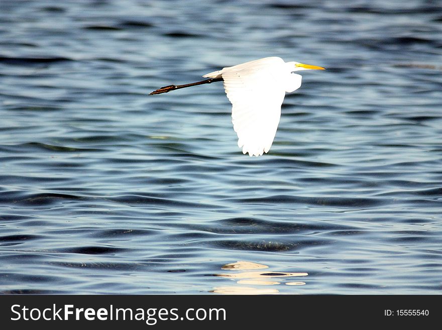 White heron flying in chinchorro banks mexico