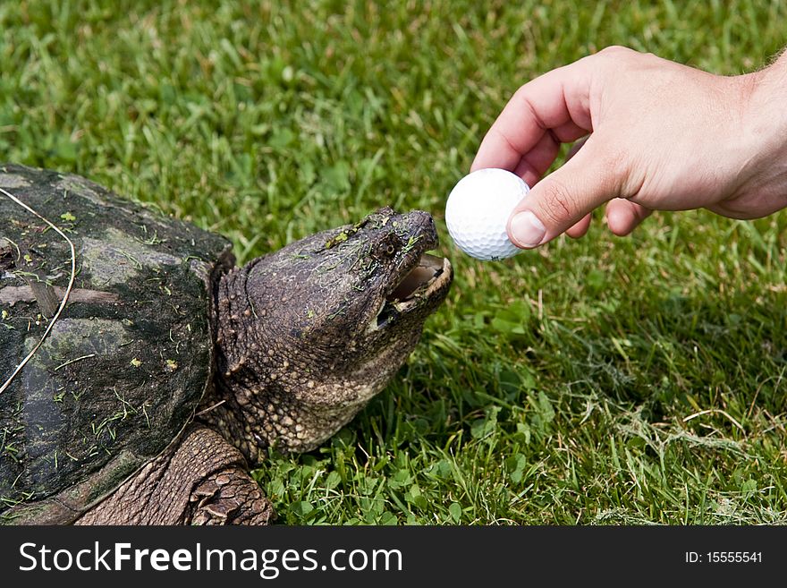 A turtle stealing a golf ball on a golf course. A turtle stealing a golf ball on a golf course