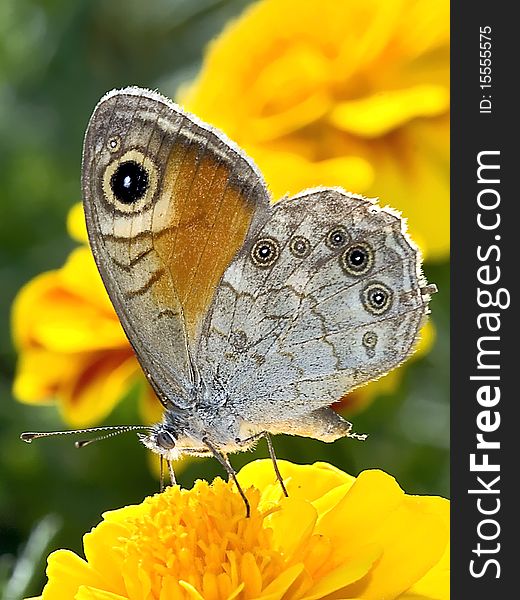 A beautiful Butterfly (Spanish queen) sitting on a purple flower