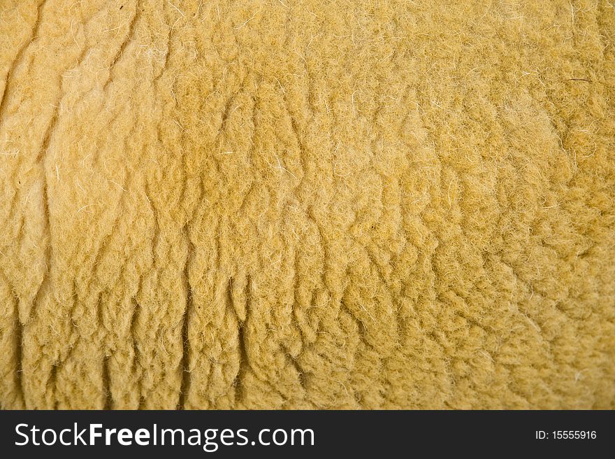 An image of a sheep's fleece closeup showing individual fibres. An image of a sheep's fleece closeup showing individual fibres.