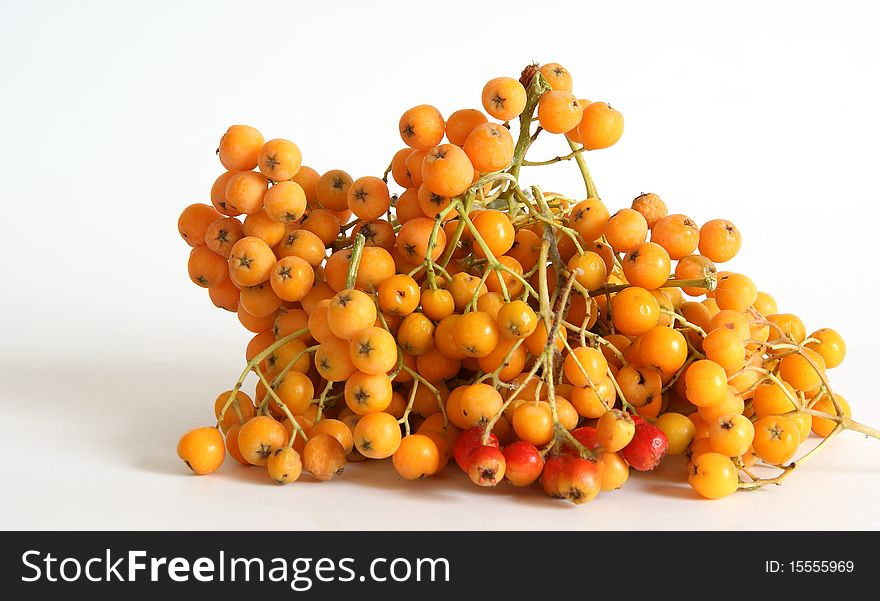 Still, a natural  rowan, isolated on white