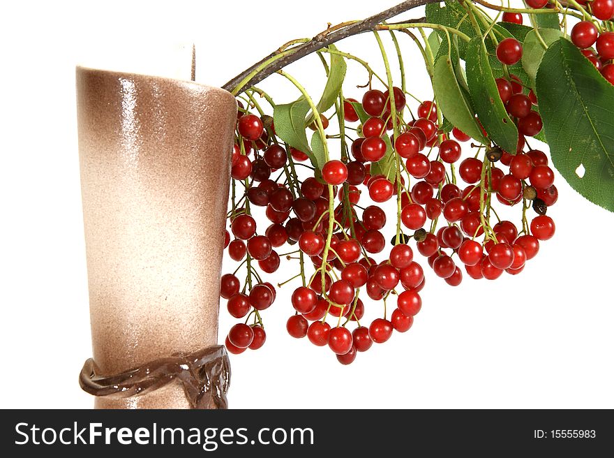 Still, Bird Cherry (Prunus padus), isolated on white