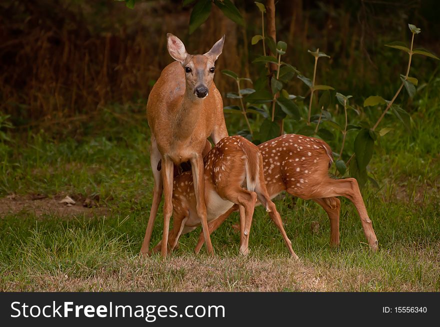 This photo was taken of a white tail doe feeding her fawns. This photo was taken of a white tail doe feeding her fawns.