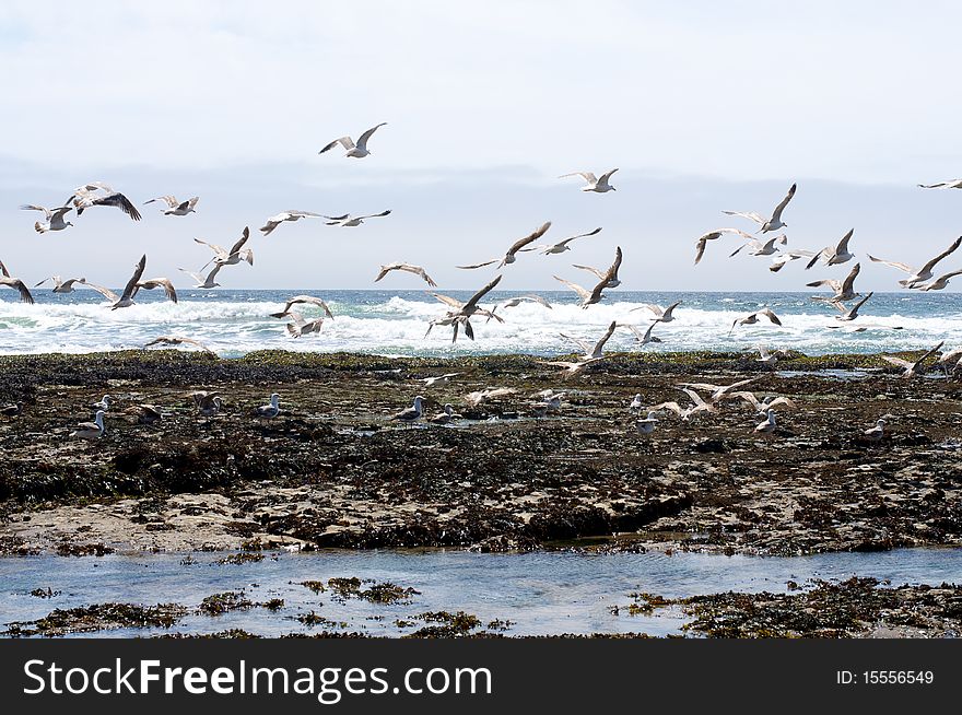 A crowd of seagulls flying away from the sight of people.