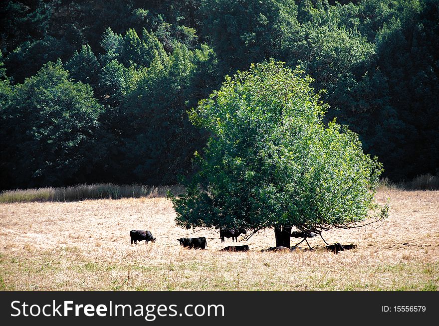 A group of black cows relaxing under the shade of a tree in a California field.