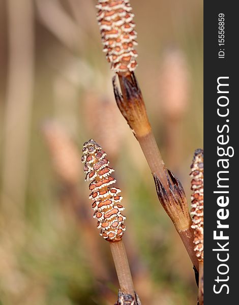 Field horsetail in the wild