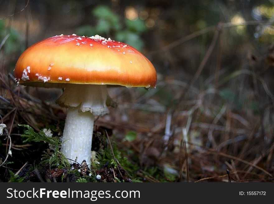 Amanita muscaria, commonly known as the fly agaric mushroom