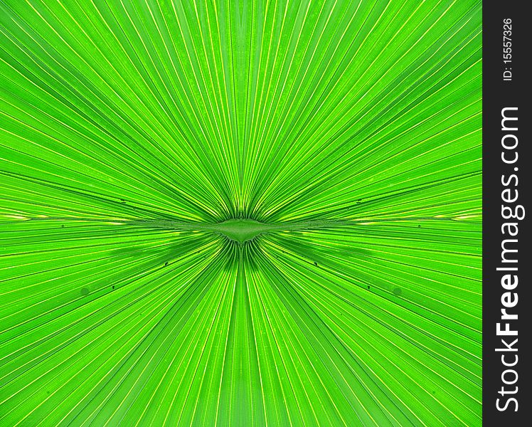 Green palm leaf