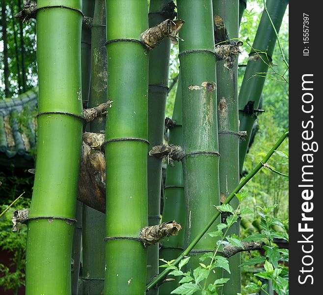 Green bamboo : Bambusa sinospinosa McClure. Green bamboo : Bambusa sinospinosa McClure