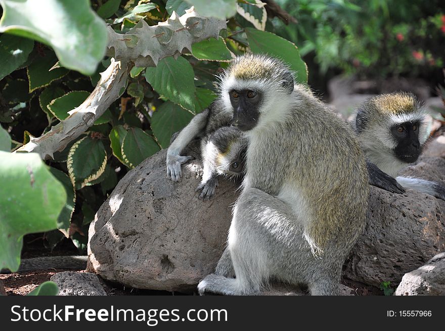 Curious Young Vervet Monkey