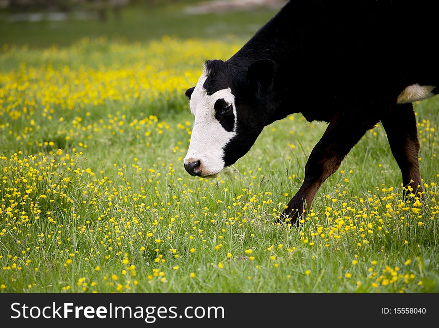 Cow walking through a pasture in Virginia, USA. Cow walking through a pasture in Virginia, USA