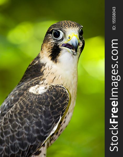 Peregrine Falcon (Falco Peregrinus)