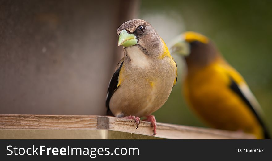 A beautiful Female Evening Grosbeak - Coccothraustes vespertinus - with colorful male in bakground, Quebec, Canada. A beautiful Female Evening Grosbeak - Coccothraustes vespertinus - with colorful male in bakground, Quebec, Canada