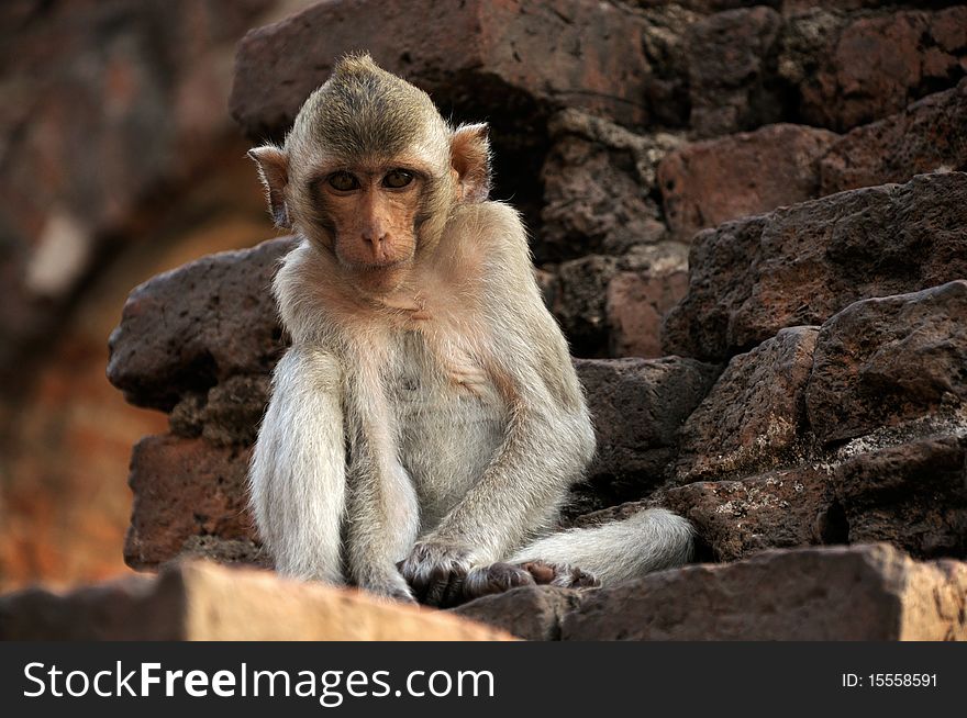 A monkey leave in ruined castle , Thailand. A monkey leave in ruined castle , Thailand